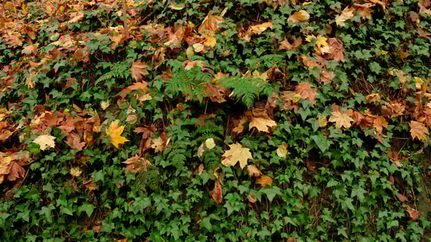 Green ivy leaves on the wall. Textured background of leaves. Green plant wall texture for backdrop design and eco wall and die-cut for artwork. A lot of leaves. photo