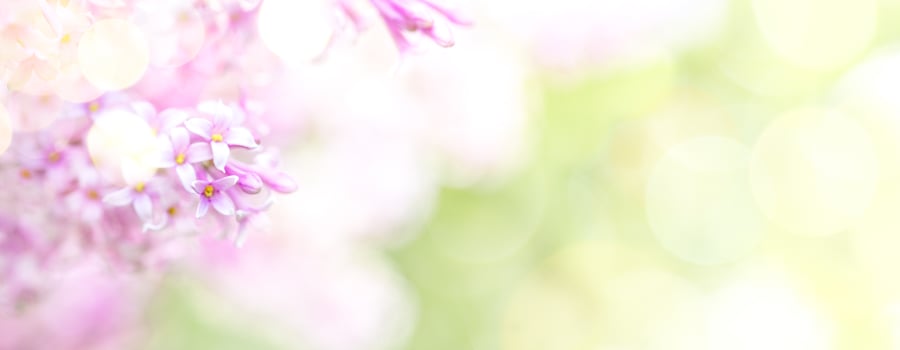Wide spring blooming banner. Pink lilac tree flowers with bokeh lights on blur foliage background. photo