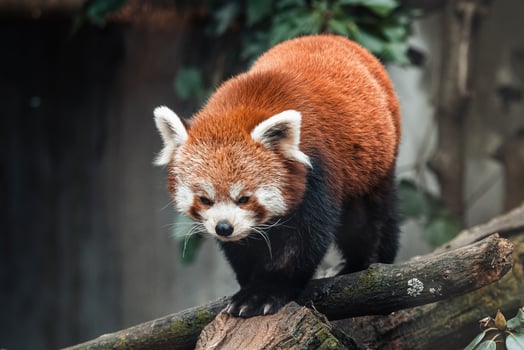 Red panda on a tree, Ailurus Fulgens photo