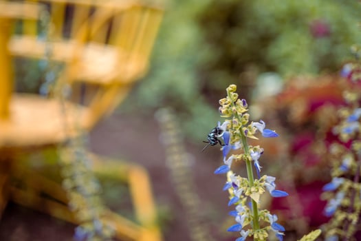 Close up photo of purple flower with blurry background when spring season. The photo is suitable to use for flower background, flower content social media and botanical poster.