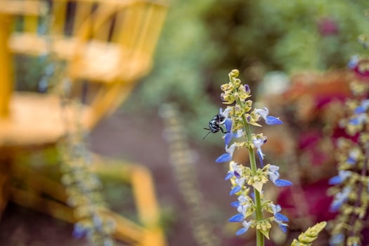 Close up photo of purple flower with blurry background when spring season. The photo is suitable to use for flower background, flower content social media and botanical poster.