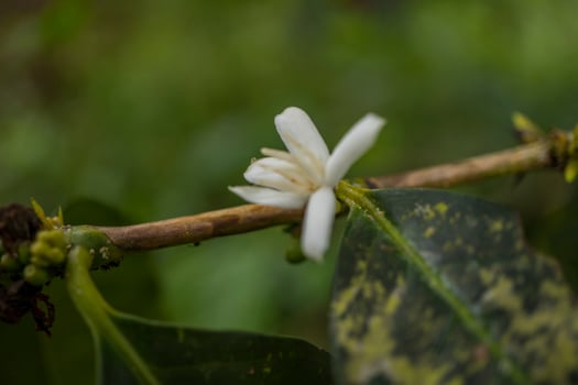 Close up photo of little white flower of coffee plant. The photo is suitable to use for nature background, content social media and fruit poster.