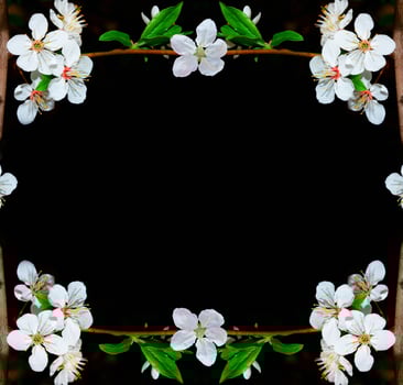 Flowering branch of cherry isolated on a black background. photo