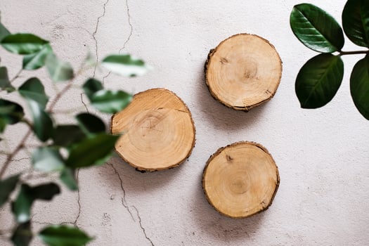 Eco mock up. Three natural cuts of a tree trunk on a light concrete background and leaves of home plants. Top view. photo