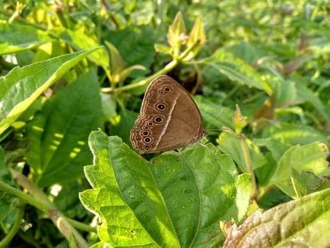 Butterfly in the paddy field photo