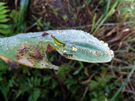 Mother locust and her child on dewy taro leaves photo