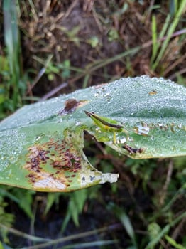 The mother locust and her child on the taro leaves photo