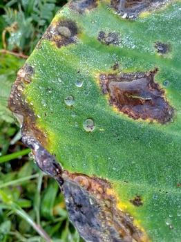 Morning dew on taro leaves photo