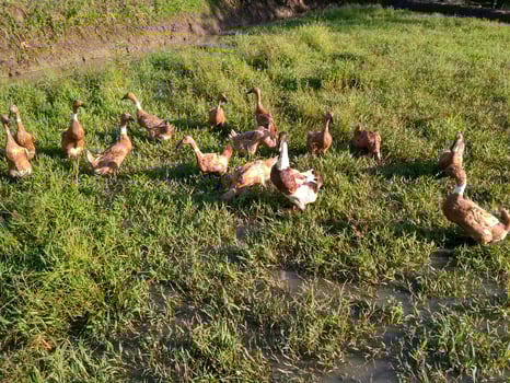 Flock of ducks in the fields photo