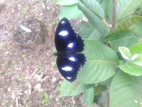 Black butterfly on guava leaf photo