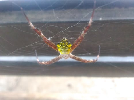 Spider waiting for prey photo