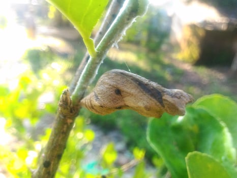 The cocoon becomes a butterfly photo