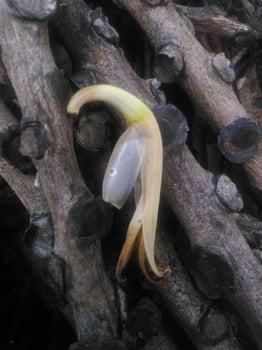 falling banana flower flakes photo