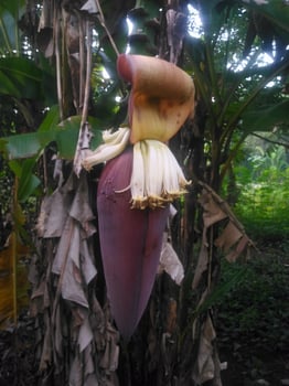 A banana flower photo