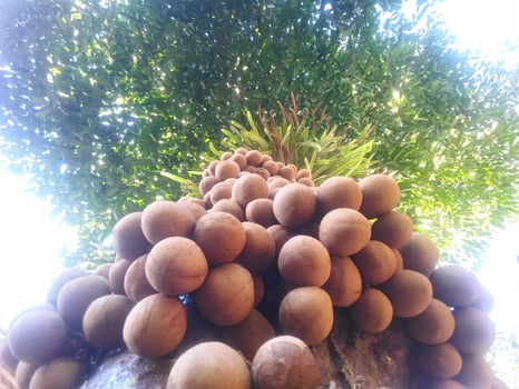 Javanese apple kepel fruit photo