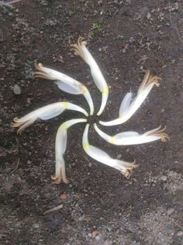 Banana flower round photo