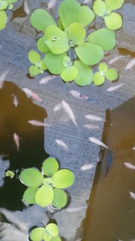 A group of betta fish photo
