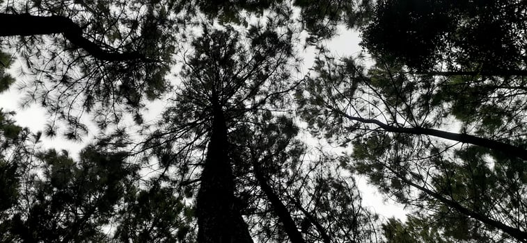Morning in the pine forest photo