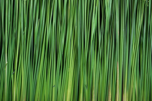 Green plant backdrop and texture photo