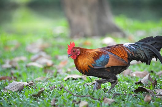 bantam chicken is walking in the lawn photo