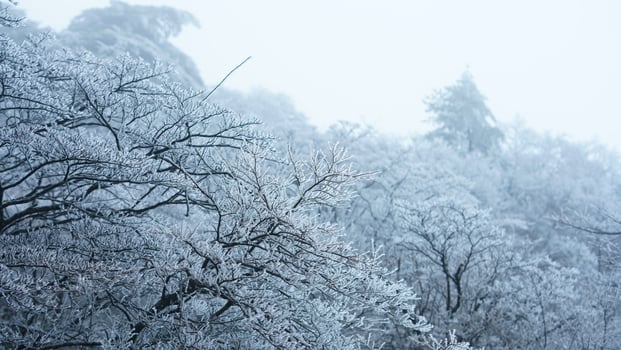 The frozen winter view with the forest and trees covered by the ice and white snow photo