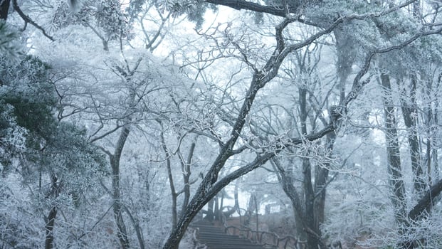 The frozen winter view with the forest and trees covered by the ice and white snow photo