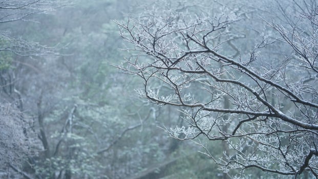 The frozen winter view with the forest and trees covered by the ice and white snow photo