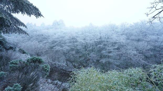 The frozen winter view with the forest and trees covered by the ice and white snow photo