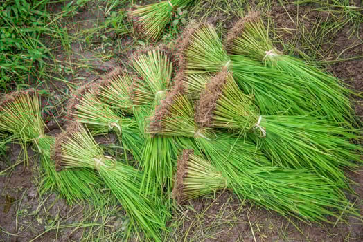 Paddy field and young rice tree photo