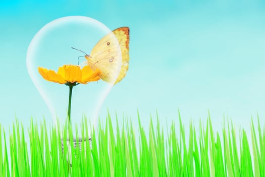 butterfly and yellow flower and green grass with light bulb photo