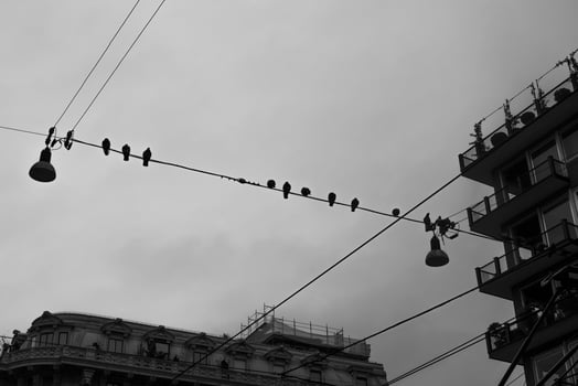 2022 12 28 Milano city pigeons photo