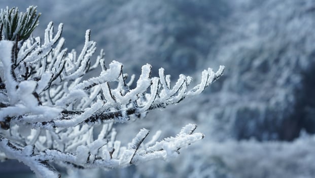 The frozen winter view with the forest and trees covered by the ice and white snow photo