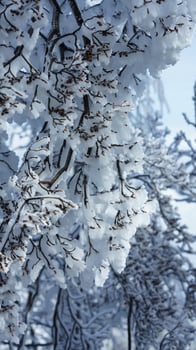 The frozen winter view with the forest and trees covered by the ice and white snow photo