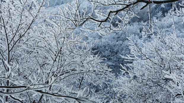 The frozen winter view with the forest and trees covered by the ice and white snow photo