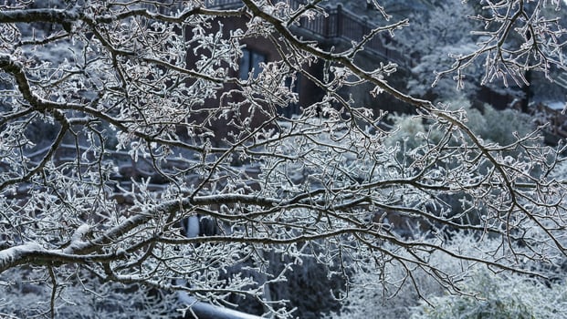 The frozen winter view with the forest and trees covered by the ice and white snow photo
