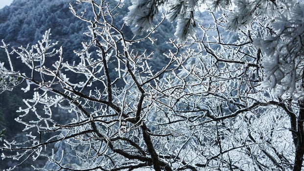 The frozen winter view with the forest and trees covered by the ice and white snow photo