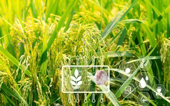 Smart agriculture with modern technology concept. Ears of rice in rice farm field and icon of smart farming. Sustainable agriculture. Precision agriculture. Climate monitoring. Farm management system. photo