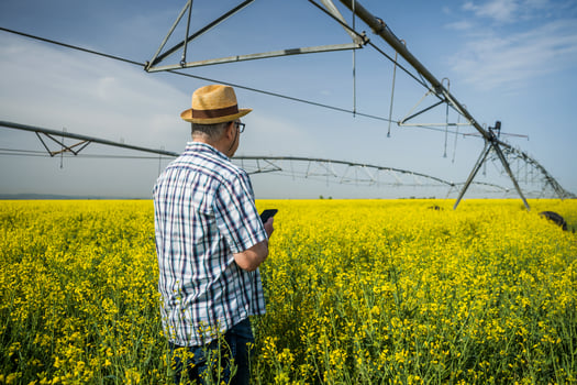 A farmer examining a rapeseed field photo
