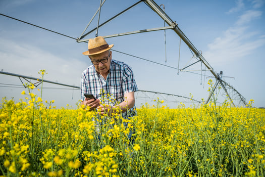 A farmer examining a rapeseed field photo