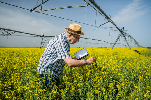 A farmer examining a rapeseed field photo