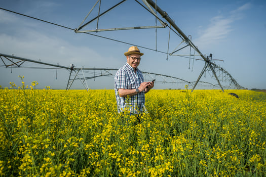 A farmer examining a rapeseed field photo