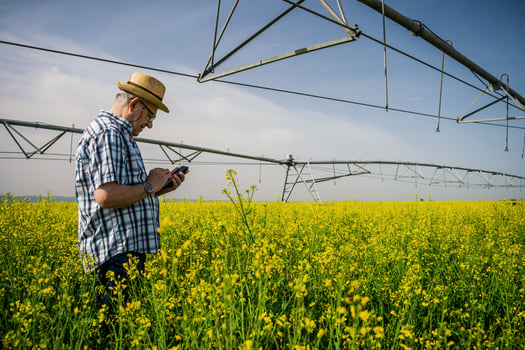 A farmer examining a rapeseed field photo