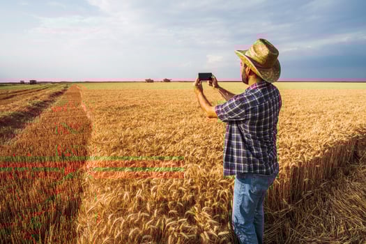 A farmer examining a wheat field photo