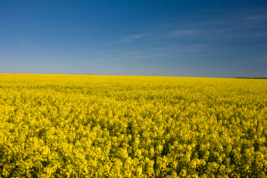 beautiful calm minimalistic yellow spring rape field against a blue cloudless idyllic peace sky colors of the ukrainian flag photo