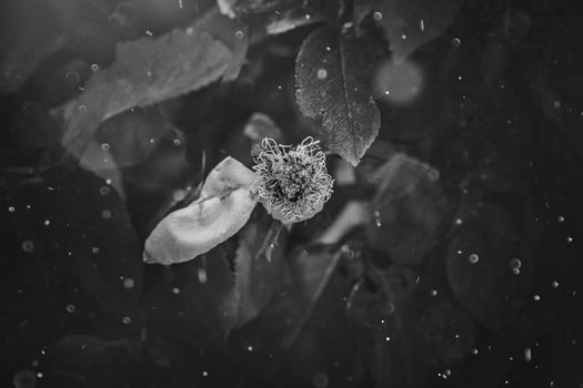yellow rose in the summer garden on a dark background photo