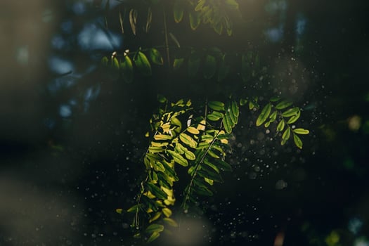 green leaves of acacia tree in close-up in warm sunbeams natural background photo