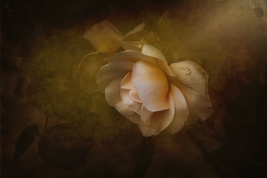 delicate spring flower rose close-up in a sunny garden photo
