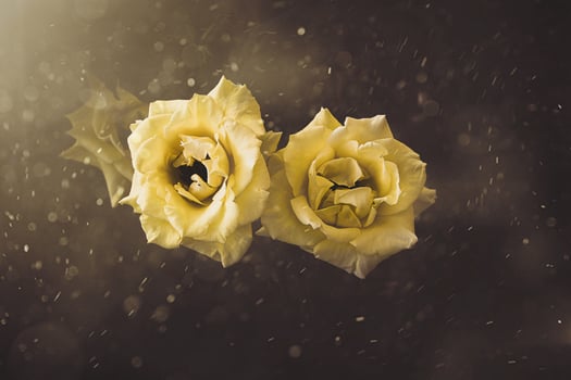 yellow rose in the summer garden on a dark background photo