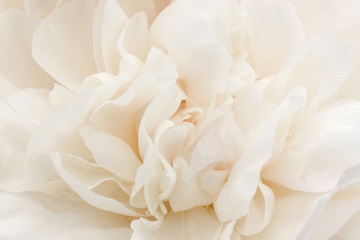 close up of white peony flower photo
