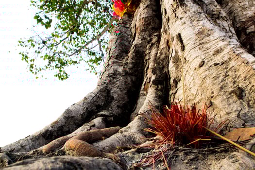 The colored ribbons and incense sticks at the holy tree photo